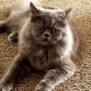 Meet your Posher, Chelsea